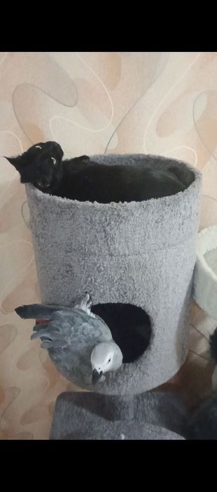 Жако попугай, 1.5 года