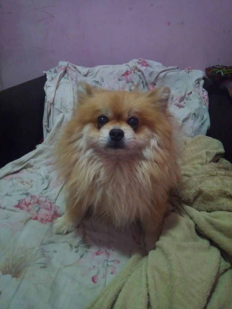 Spitz it sotiladi