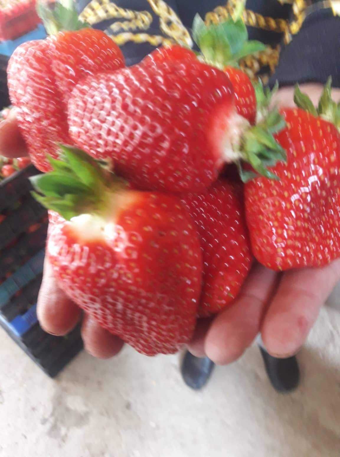 разсад ягоди и малини от производителя