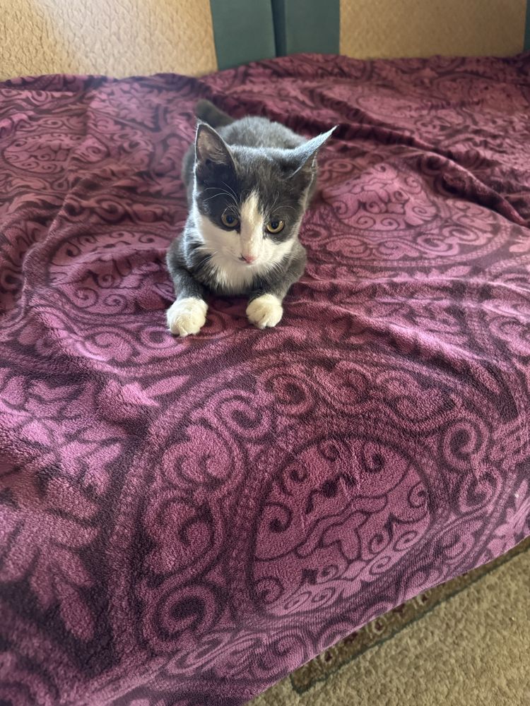 Котенок 4 месяцев