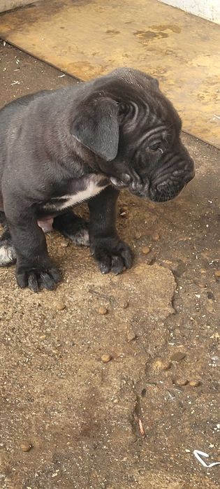 Продавам бибета Кане Корсо.