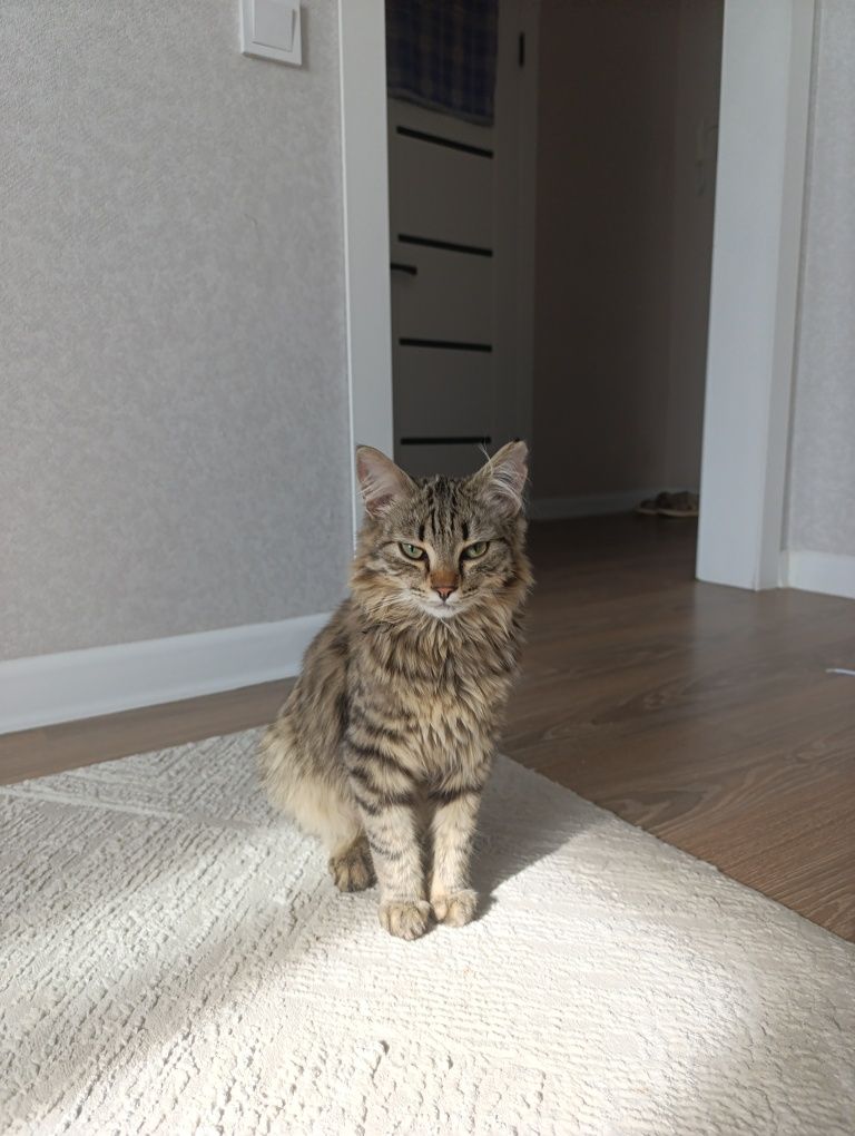 Отдам котенка даром