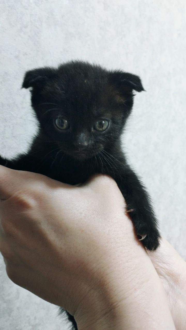 Отдадим котят в хорошие руки !