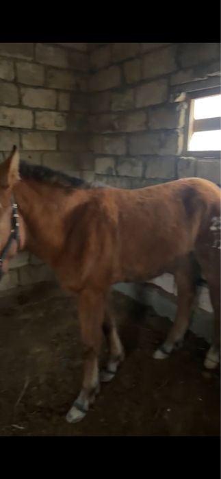 Жабағы мұғалжар