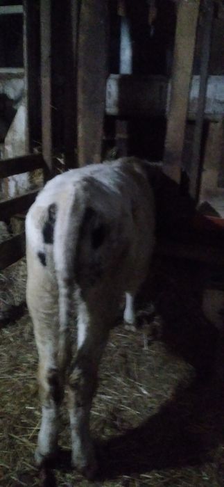 Vițele belgă de Vînzare