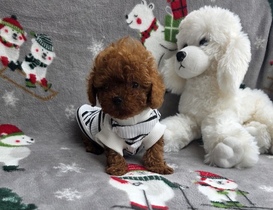 Тийкъп момче/ Tea cup/ с документ за произход