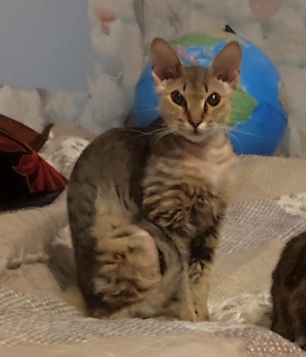 Общительная мадам, стерилизованная, 1год 6мес. любит сидеть на руках