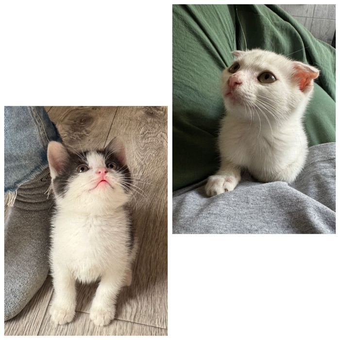 Бесплатно котята
