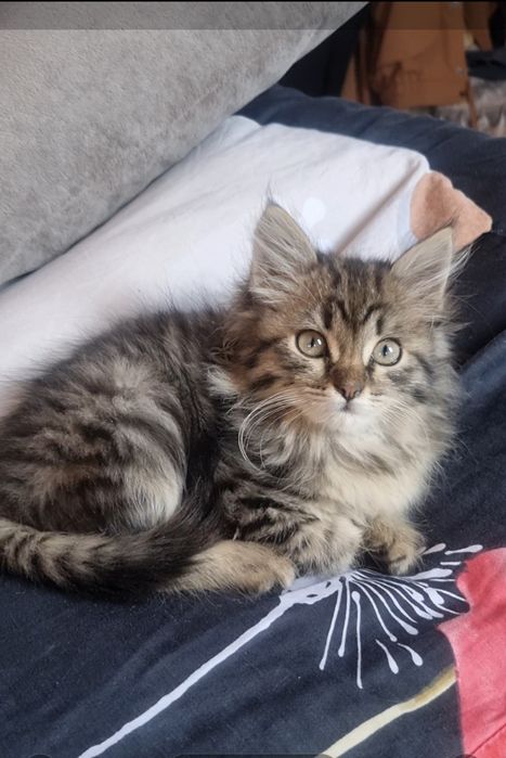 Милашки в дар. Доставлю!