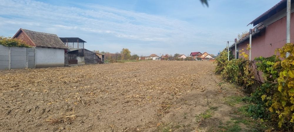 Vand teren intravilan 5493 cu utilitati , Mădăras