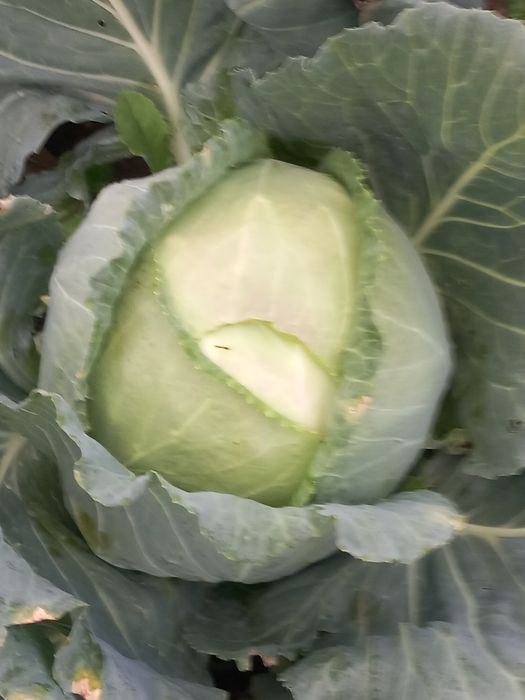 PRODUCATOR  vând varza de BALESTI  LICURISCA  din CAMP sau  din curte