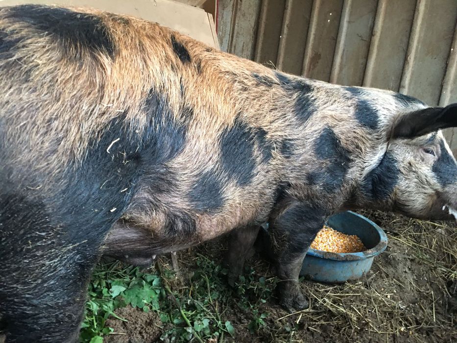 Vând porumb. voyeur