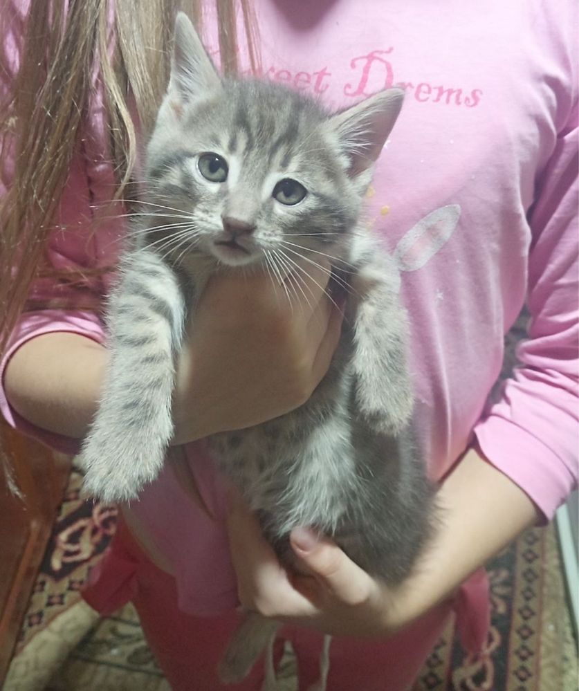 Отдам милого котенка мальчика