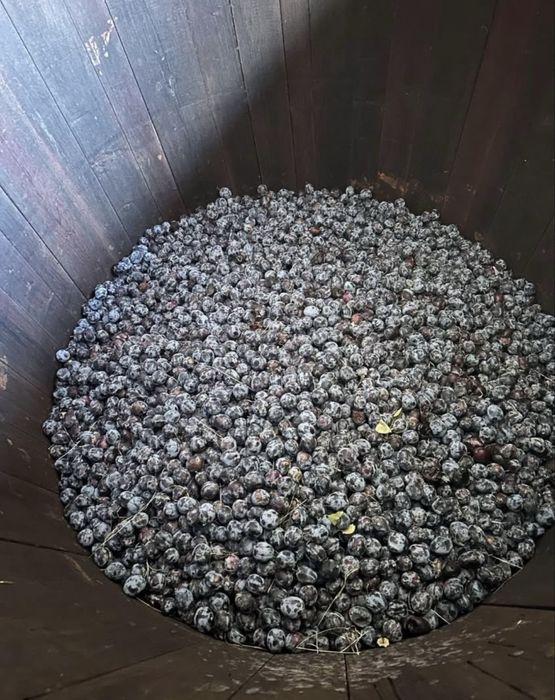 Vand prune pentru tuica