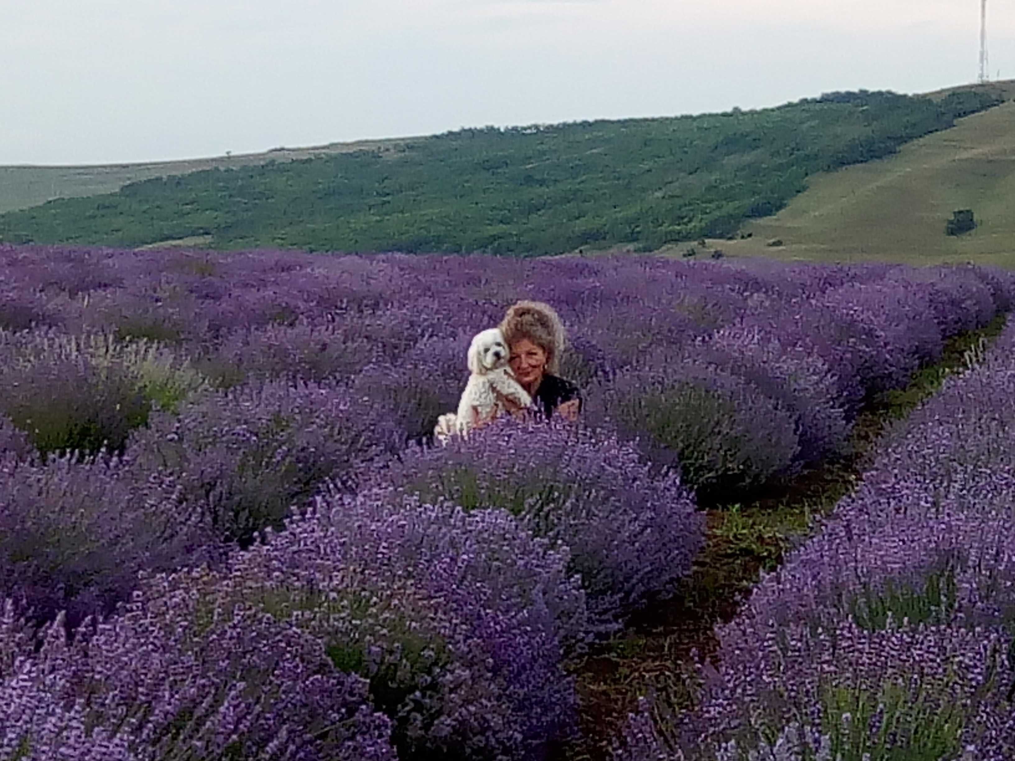 vand lavanda productie 2025 si tufe mari