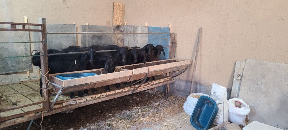 Qassob serviz. Qo'y va qassob xizmatlari. Овцы и мясная услуга.