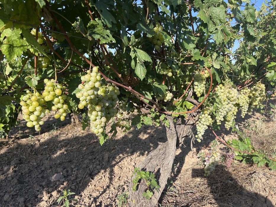 Struguri  de vin