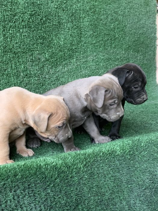 Продается чистокровный щенки питбули один девочка два мальчика