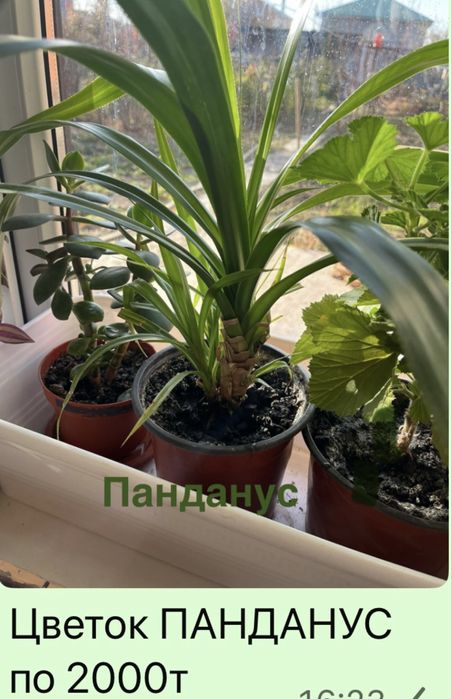 Комнатный цветок Панданус