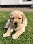 Labrador retriever de vanzare calitate deosebita/transport