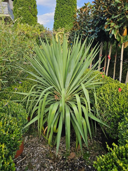 Maslini, palmieri, yucca, cedrii pletosi, plangatori etc
