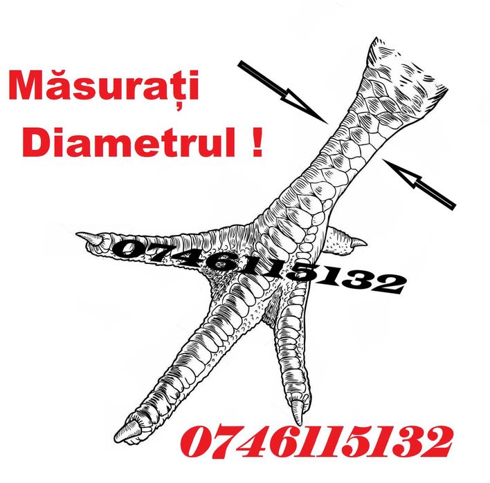 Agapornis Nimfe Papagali Perusi Canar Vrabie-CLEME De 2,7mm- Inele -X1