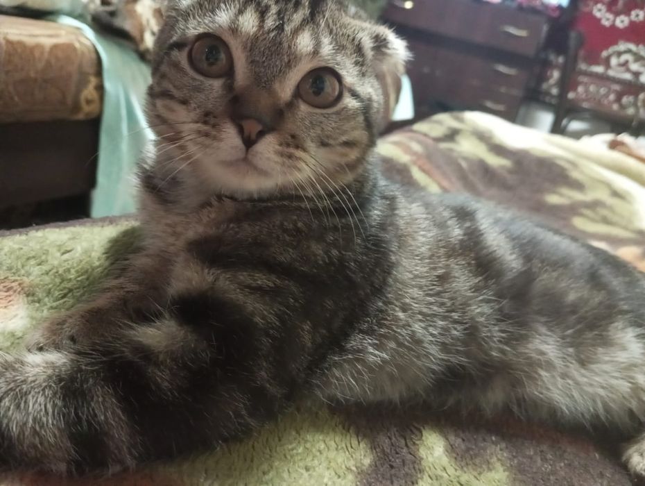 Отдам котят в хорошие руки