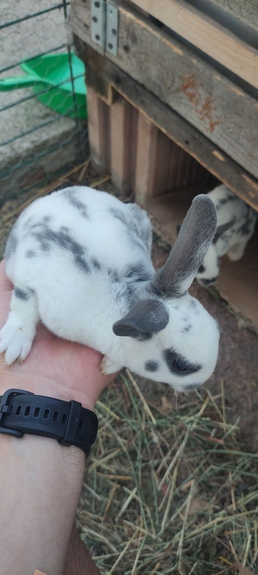 Iepuri Rex pitic albastru (pui)