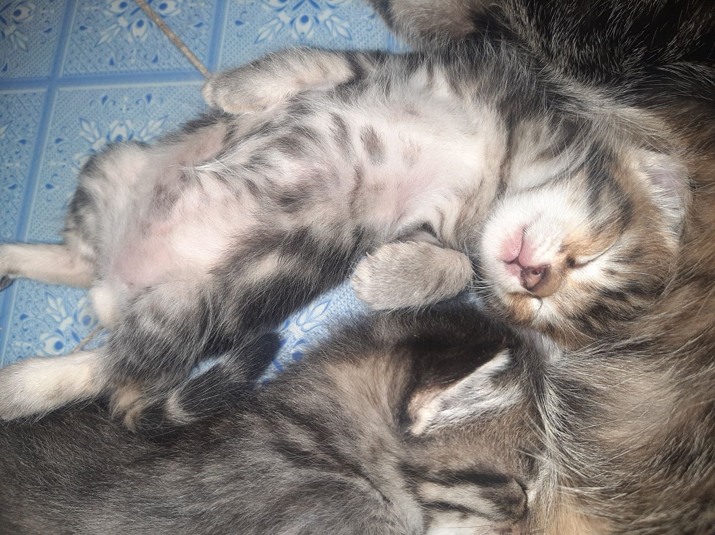 Котяты отдам только в добрые руки