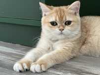 British shorthair golden shell, fetita !! FELISA AUTORIZATA !!!