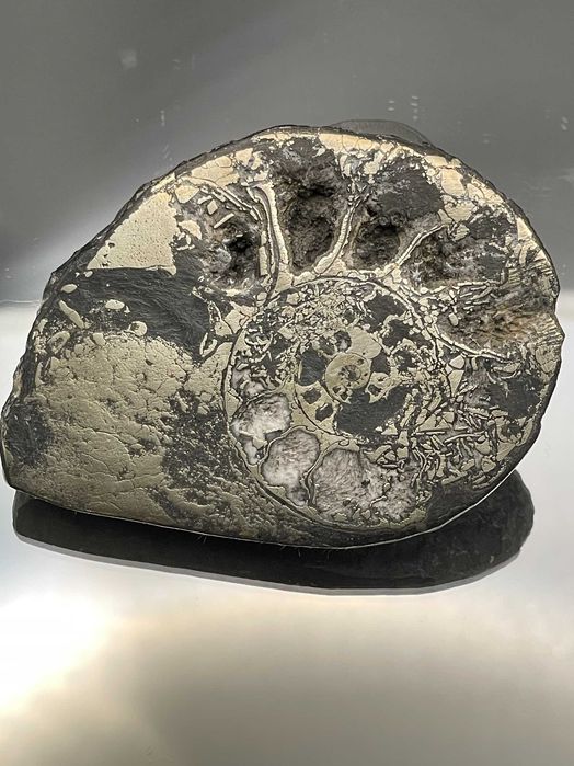 Фосил полиран пиритизиран амонит (60 мм) – естествено бижу