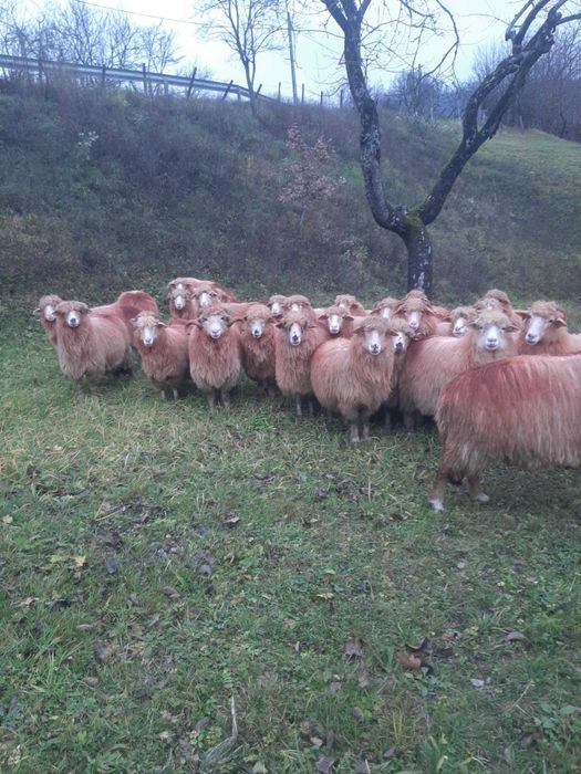 Vând 30 oi tinere – ideale pentru fermă