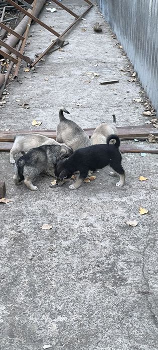 Щенки в хорошие руки