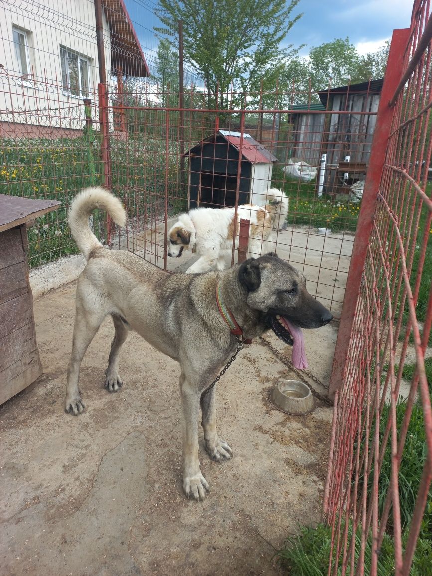 Kangal mascul 3 ani ofertă limitată