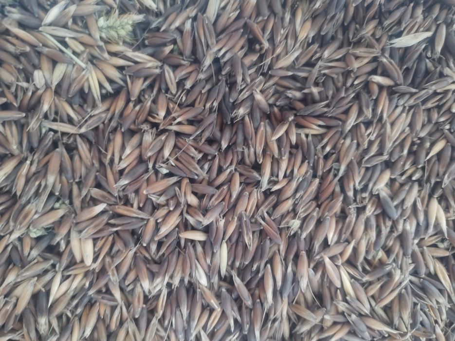 Ovăz negru și grâu frumos curat