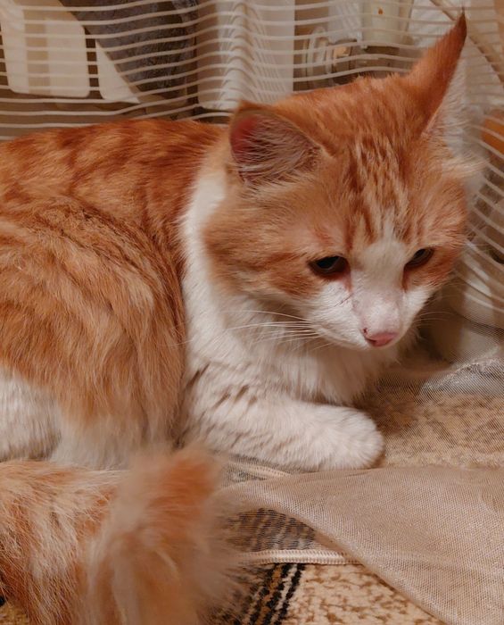 Найдет рыжий  котик