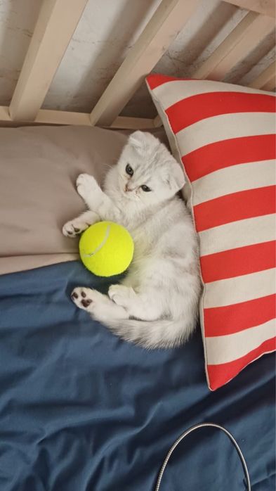Шотланский Котенок продается
