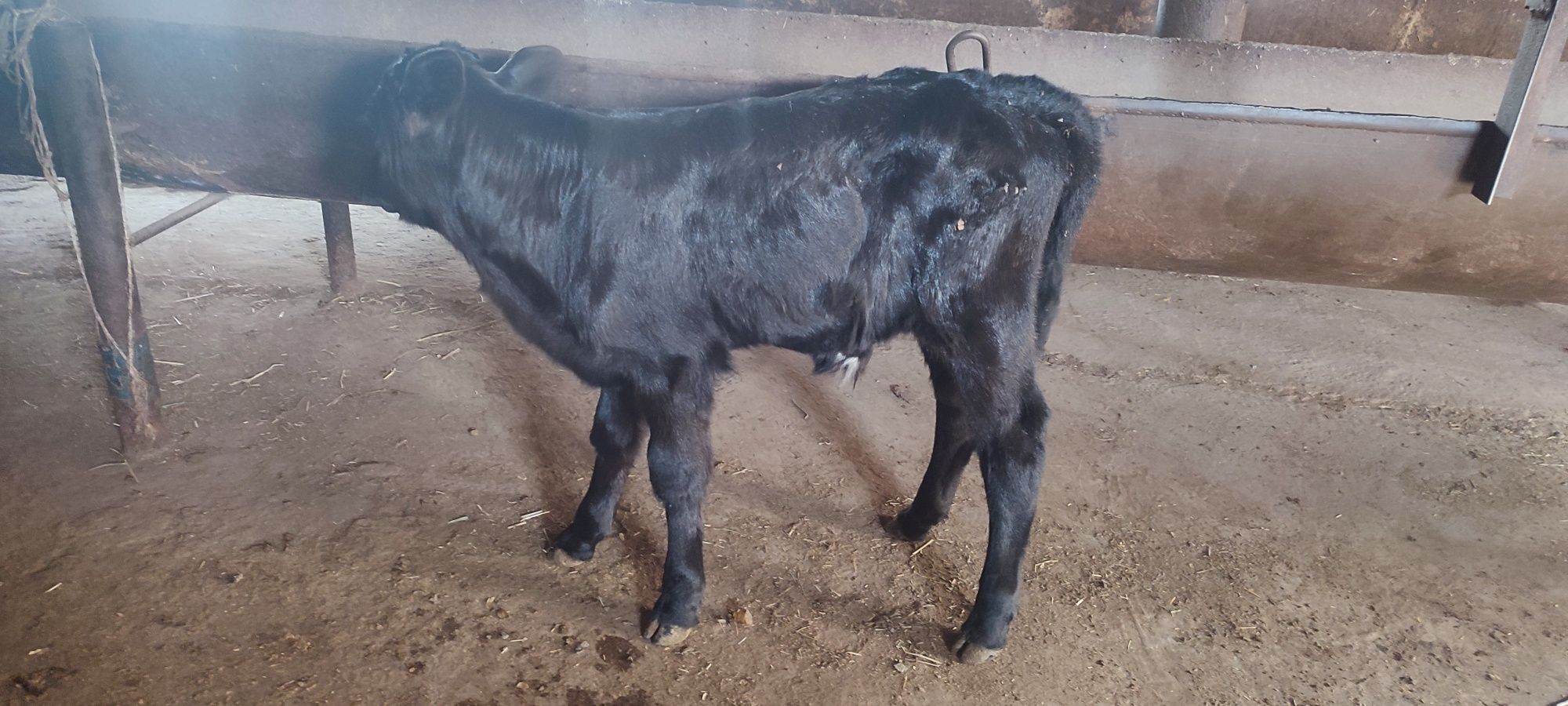 Chisti Angus buqacha sotiladi