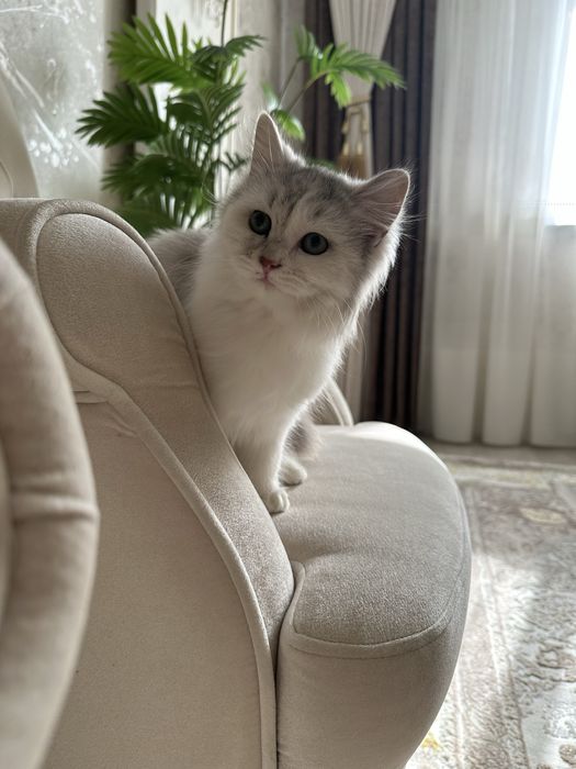 Продаётся котёнок породы Scottish Straight Highland 50$