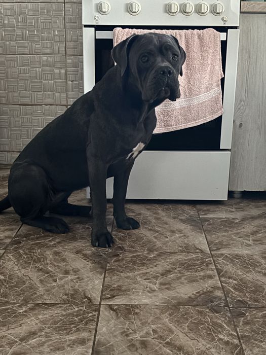 Catelusa Cane Corso
