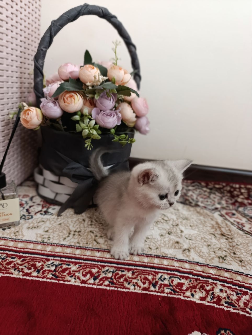 Срочно! Породистые котята в добрые руки


2. Очаровательные породис