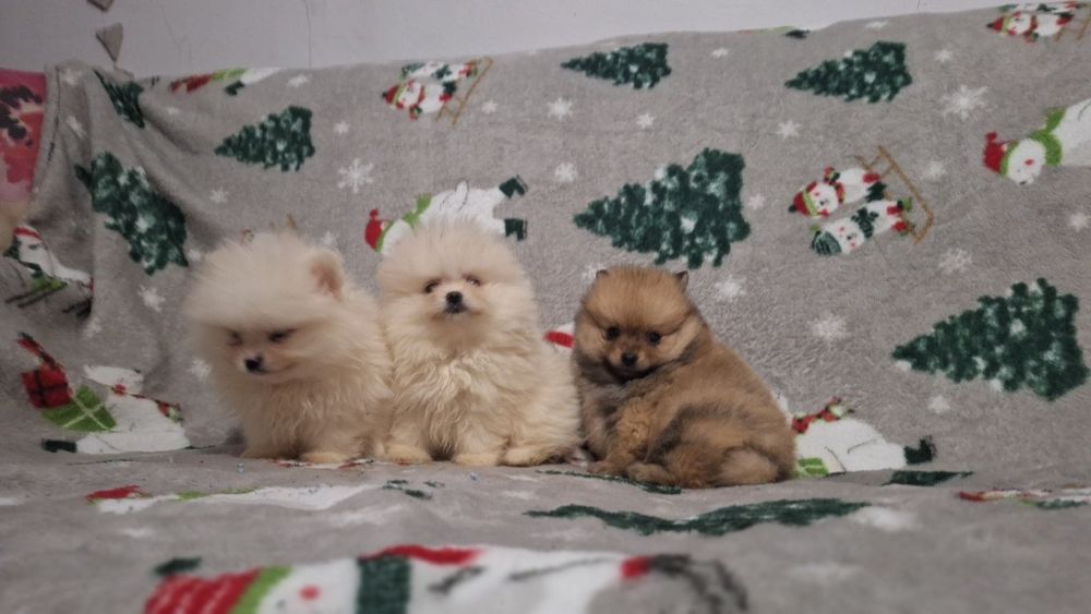 Померан мини померанчета