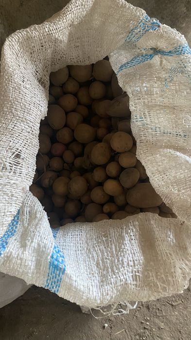 Cartofi pentru porci, aproximativ 120kg