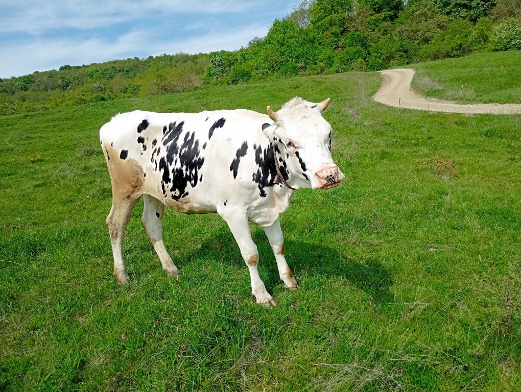 Vând juninca montata