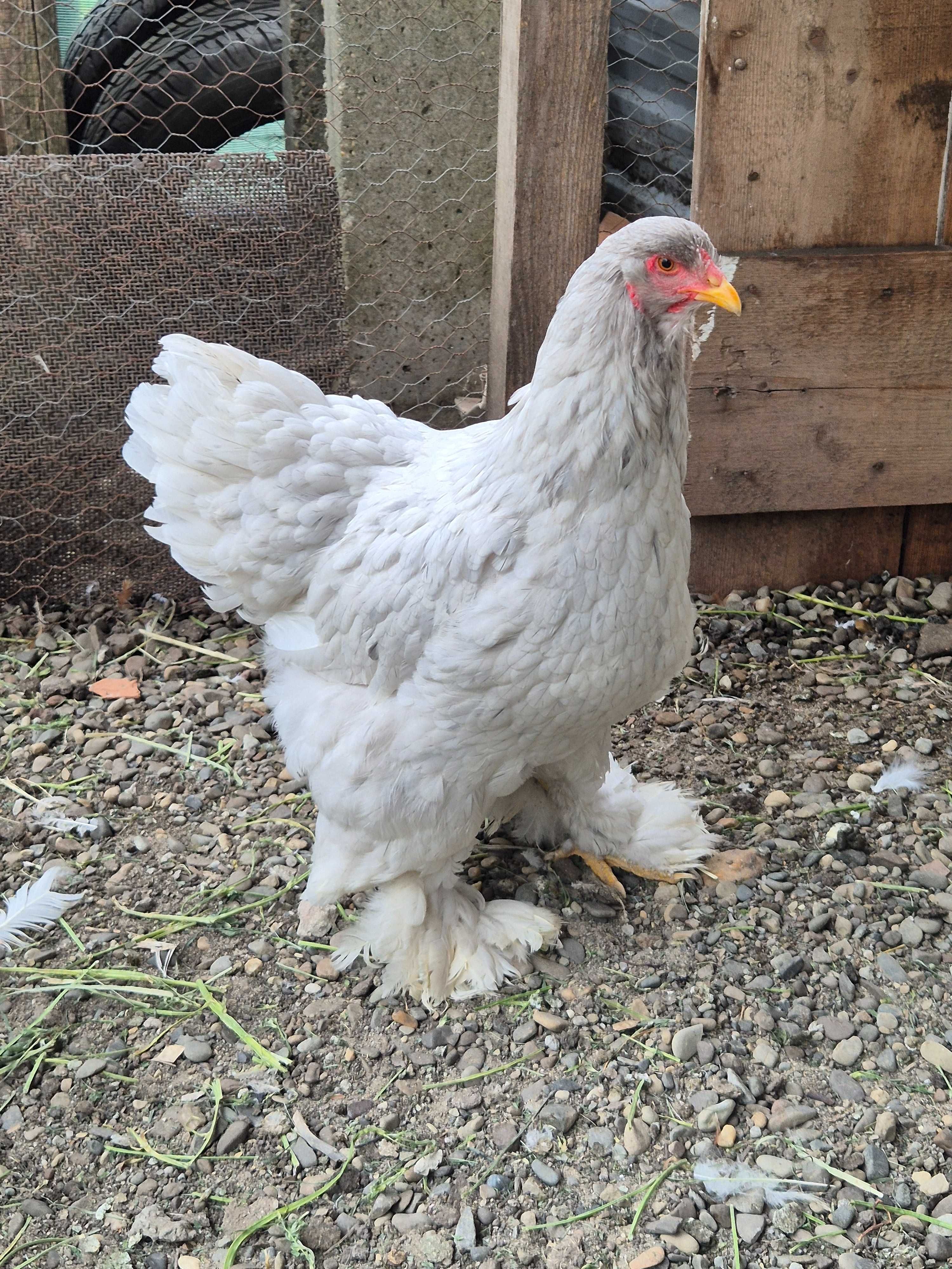 Gaini brahma splash