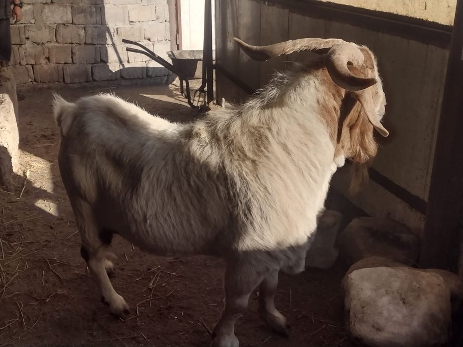 Vând/Schimb țapi boer