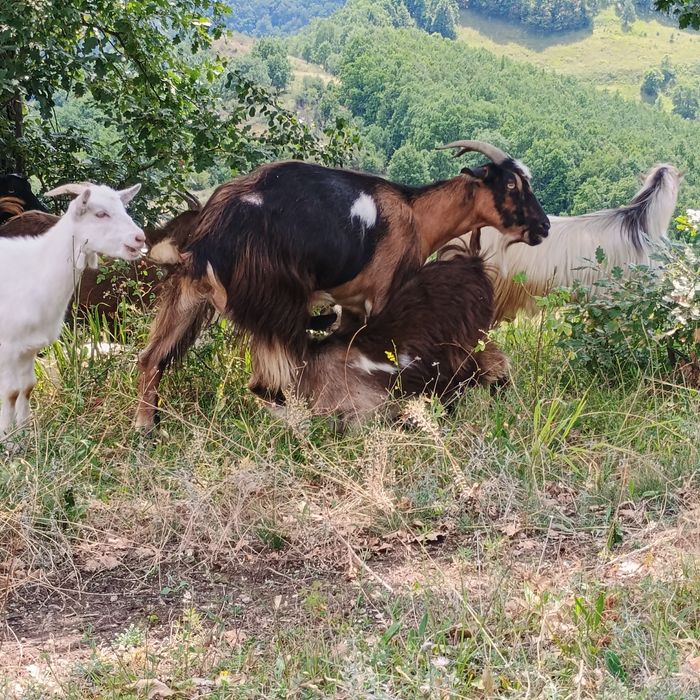 Capre de vânzare