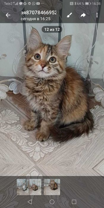 Отдам котенка в добрые руки