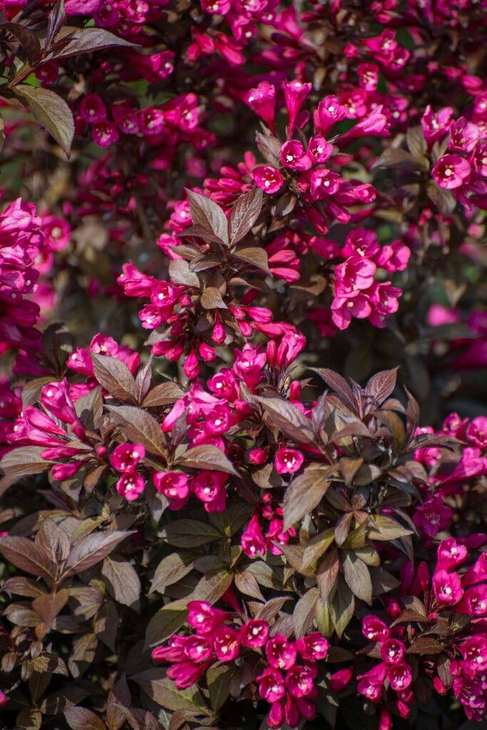 Pomi ornamentali  weigela tip copac