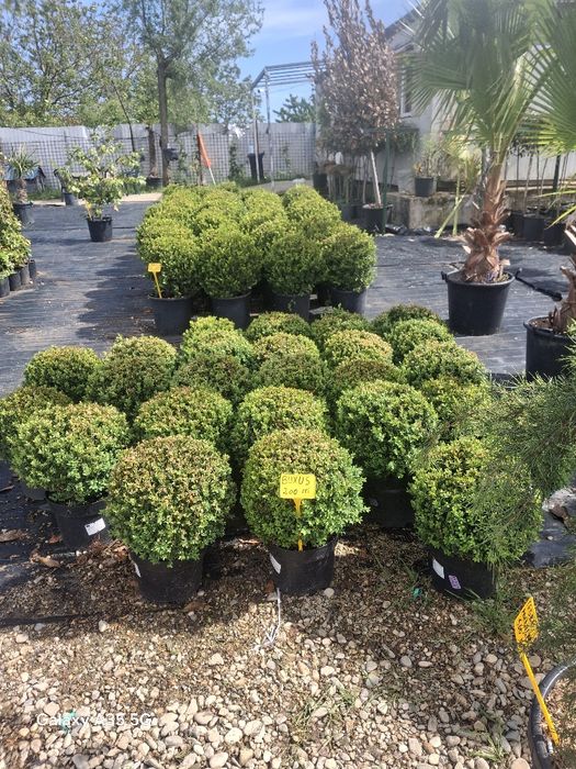 Vând plante ornamentale